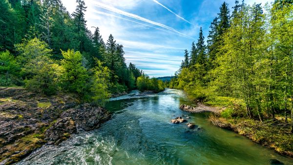 How Do Forests Keep Water Clean?