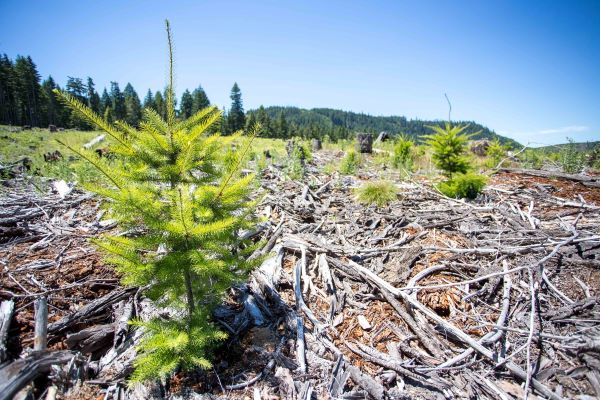 What Is Reforestation?