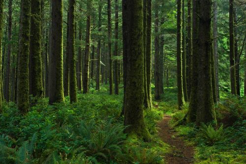 5 Types of Trees for Which Oregon Is Known