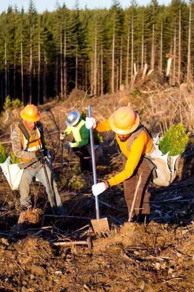 7 Forestry Jobs in Oregon