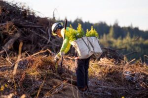 What Is Sustainable Forestry?