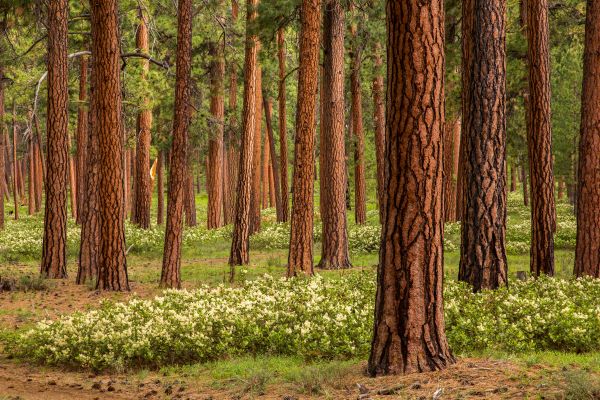 Oregon Forest Quiz – Oregon Forests Forever