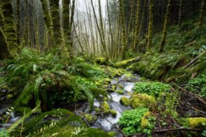 Visit Oregon’s 6 State Forests for the Trees and So Much More