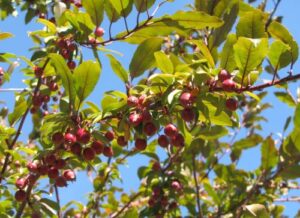 7 More Native Trees You’ll Find in Oregon’s Forests - Bitter Cherry
