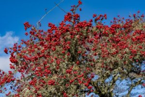 7 More Native Trees You’ll Find in Oregon’s Forests - Oregon Crabapple