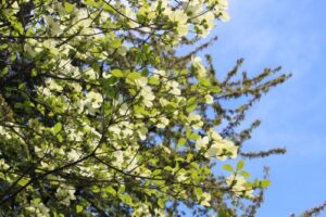 7 More Native Trees You’ll Find in Oregon’s Forests - Pacific Dogwood