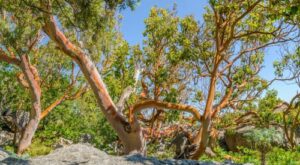 7 More Native Trees You’ll Find in Oregon’s Forests - Pacific Madrone