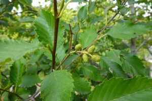 7 More Native Trees You’ll Find in Oregon’s Forests - Red Alder