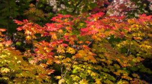 7 More Native Trees You’ll Find in Oregon’s Forests - Vine Maple