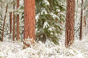 7 More Native Trees You’ll Find in Oregon’s Forests - Willamette Valley Ponderosa Pine