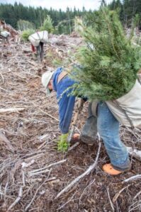 5 Ways to Support Oregon Reforestation on Arbor Day – And Every Day!