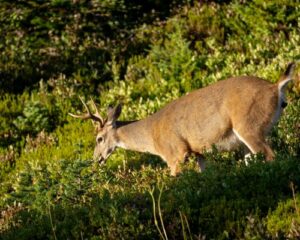 Forest Creatures and Critters: Guide to Oregon Wildlife   Black-tailed Deer