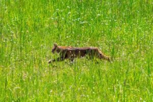Forest Creatures and Critters: Guide to Oregon Wildlife   Bobcat