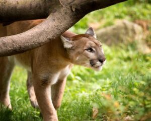 Forest Creatures and Critters: Guide to Oregon Wildlife   Mountain Lion