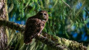 Forest Creatures and Critters: Guide to Oregon Wildlife Spotted Owl