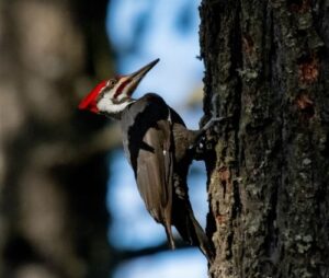 Forest Creatures and Critters: Guide to Oregon Wildlife
