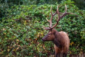 Forest Creatures and Critters: Guide to Oregon Wildlife   Roosevelt Elk