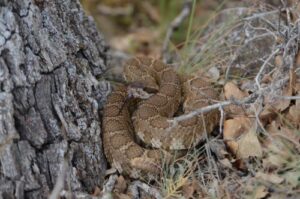 Forest Creatures and Critters: Guide to Oregon Wildlife   Western Rattlesnake